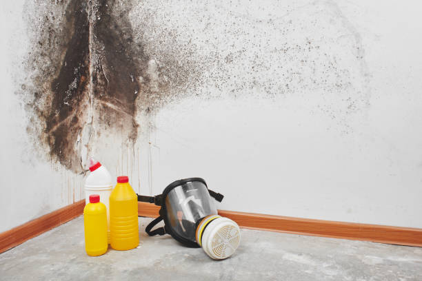 Best Mold Testing  in Bayshe, OR