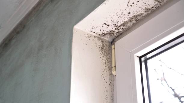 Mold Removal Process in Bayshore, OR
