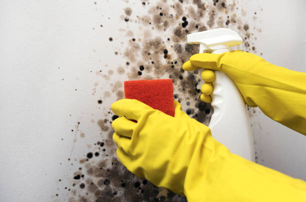 Best Residential Mold Removal  in Bayshe, OR
