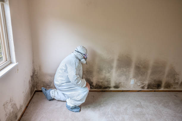 Best Attic Mold Removal  in Bayshe, OR