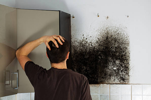 Mold Testing and Removal in Bayshore, OR