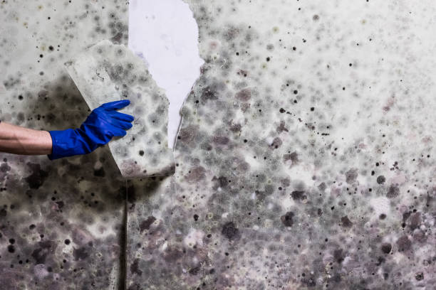 Best Emergency Mold Removal  in Bayshe, OR