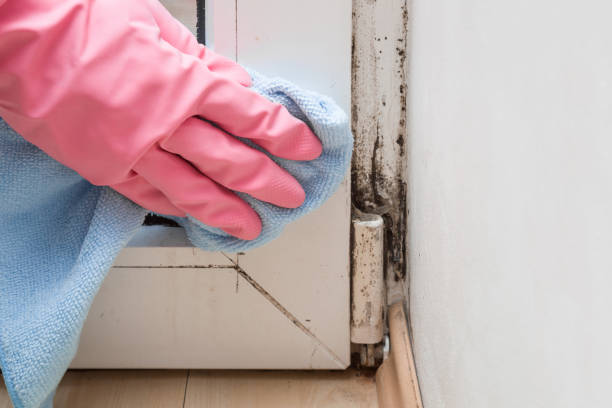 Best Mold Cleaning Services  in Bayshe, OR